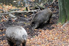 Killikus&reg; Fotographie